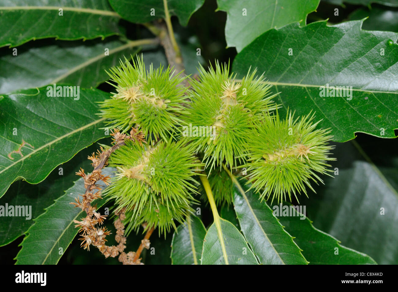 Früchte der Edelkastanie (Castanea Sativa) Stockfoto