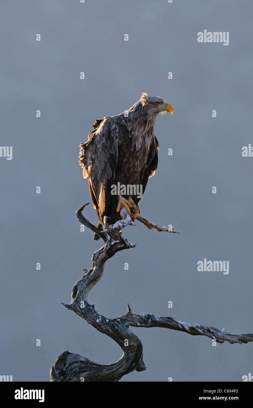 Seeadler (Haliaeetus Horste) thront auf toter Baum, Norwegen Stockfoto