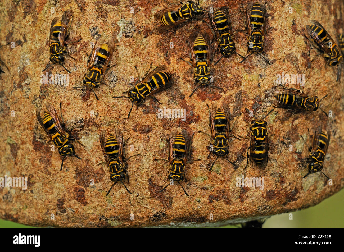 Kommunale Wespen (Vespidae) nisten mehrere zu Fuß auf Oberfläche, Yasuni Nationalpark, Ecuador Stockfoto