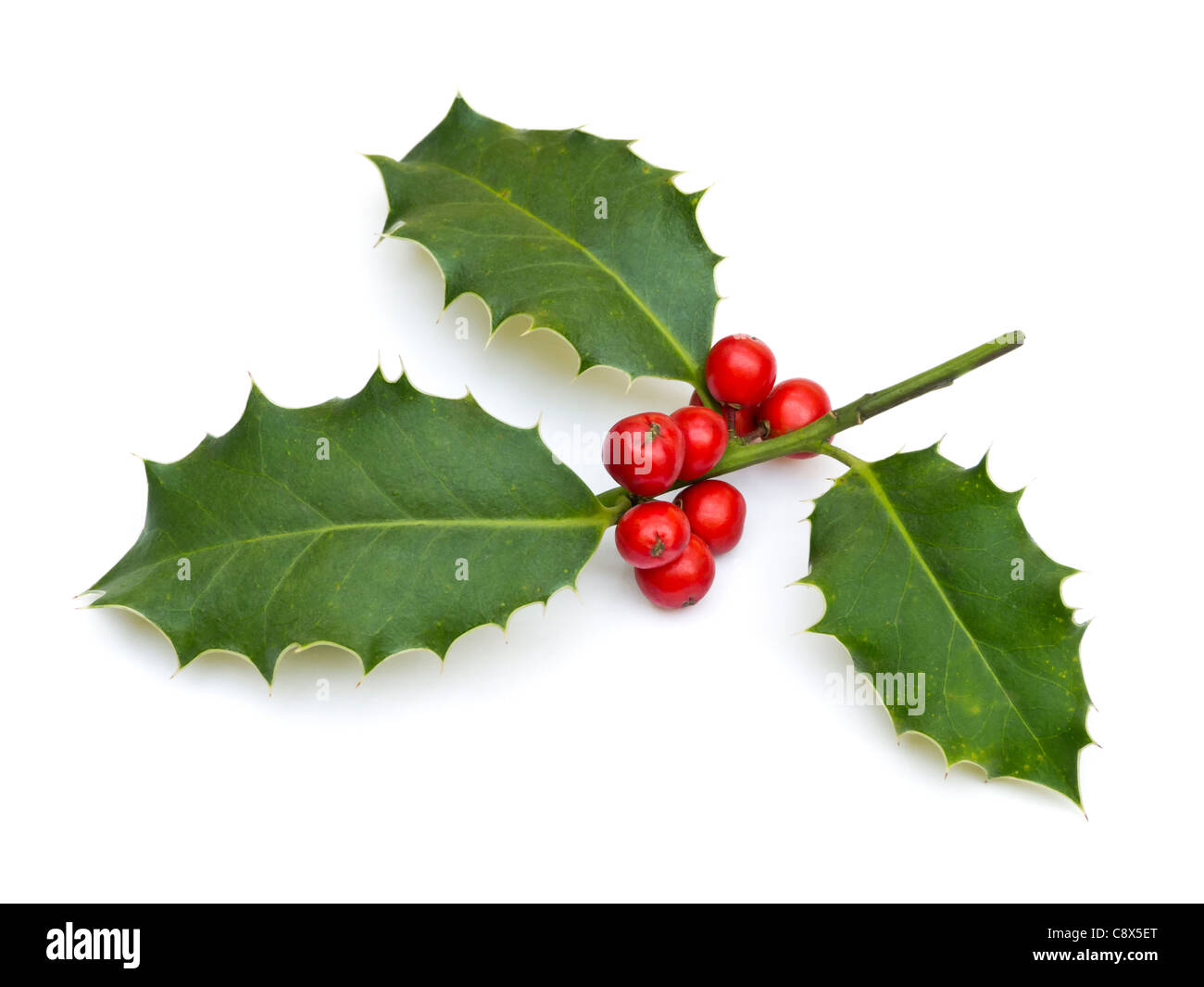 Weihnachten-Holly Stockfoto