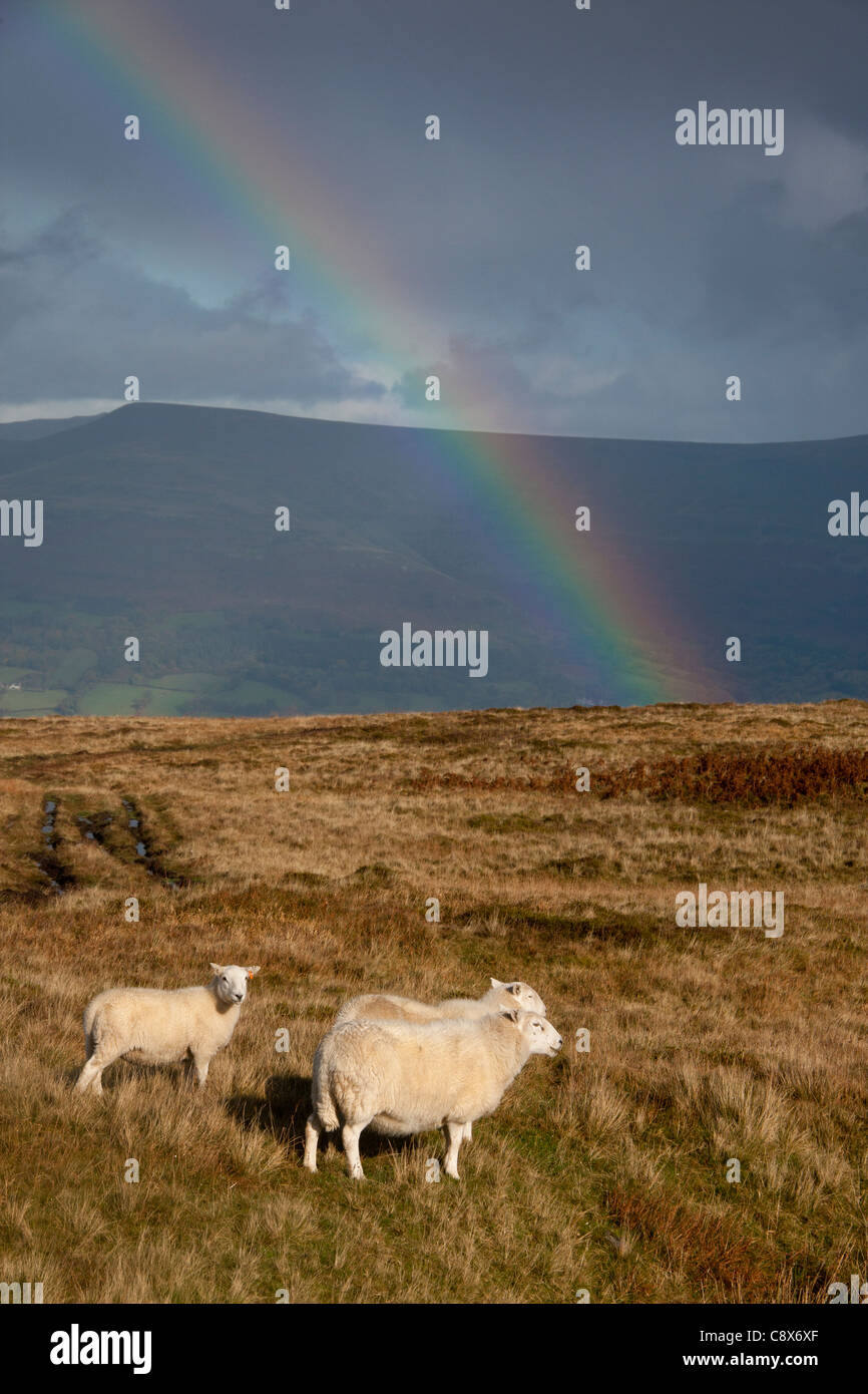 Drei Schafe auf Mynydd Llangattock mit schwarzen Berge und Regenbogen im Hintergrund Brecon Beacons National Park Powys Wales UK Stockfoto