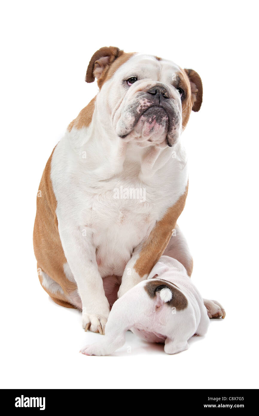 Welpen Konsummilch aus Mutter Hund vor einem weißen Hintergrund Stockfoto