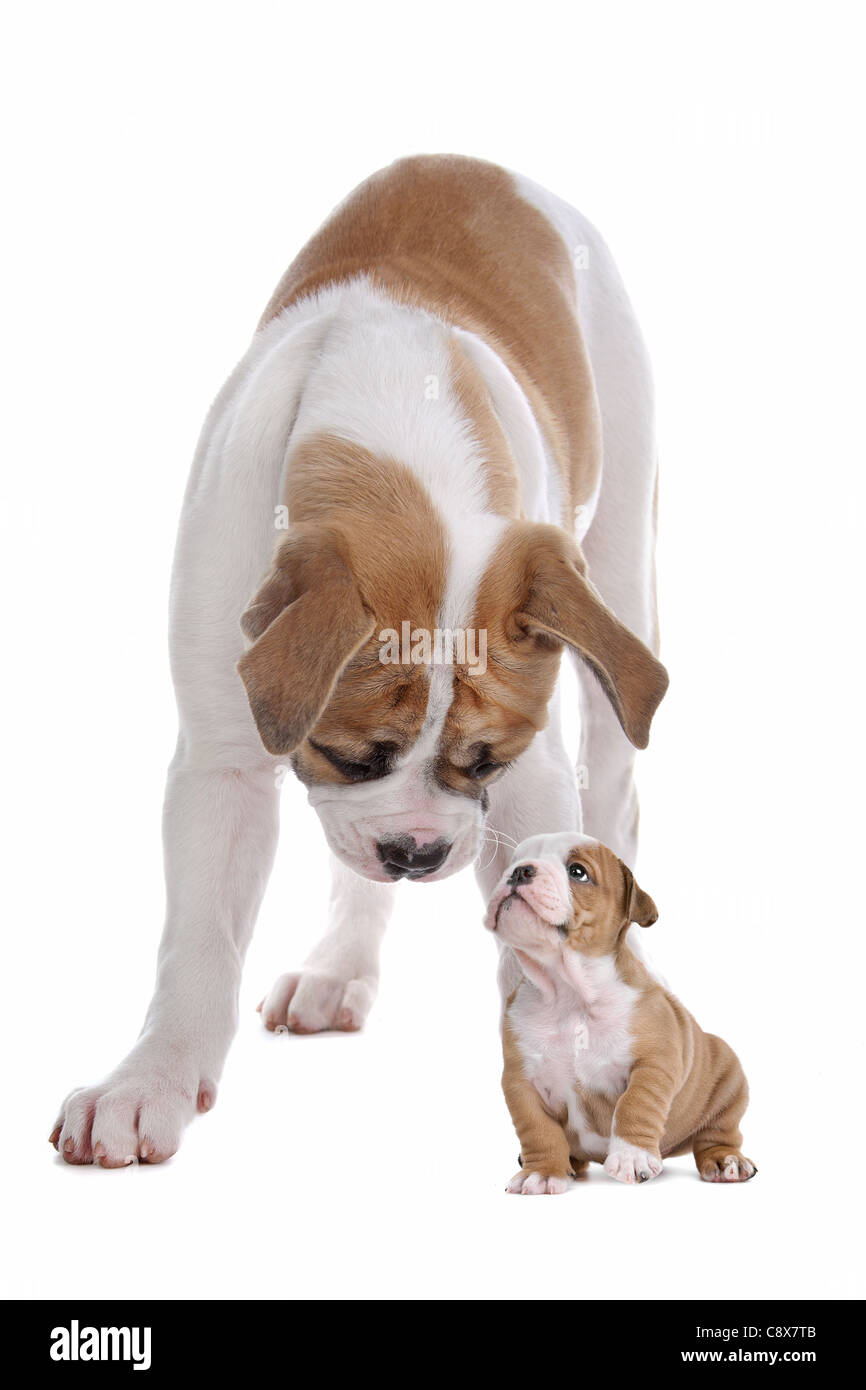 großer Hund kleiner Welpe vor einem weißen Hintergrund Stockfoto