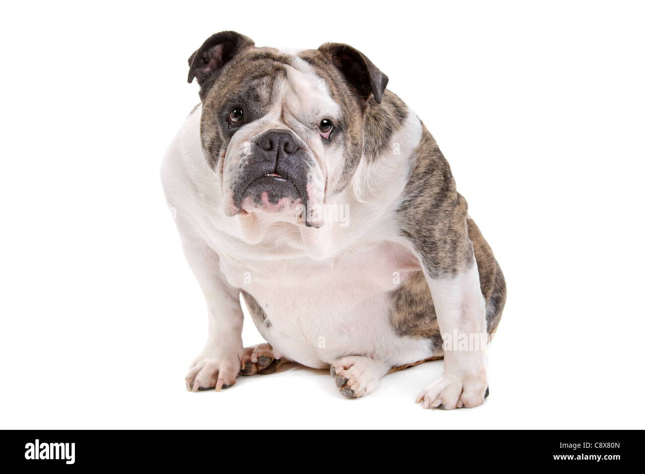 Englische Bulldogge vor einem weißen Hintergrund Stockfoto