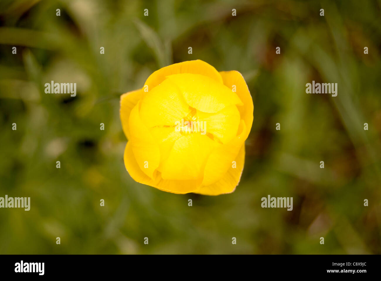 Marsh Marigold im Detail, Blume goldenen Butterblumen Stockfoto