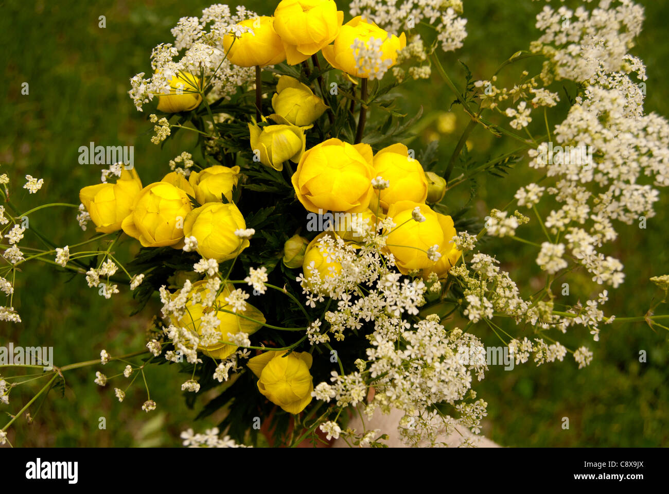 Marsh Marigold im Detail, Blume goldenen Butterblumen Stockfoto