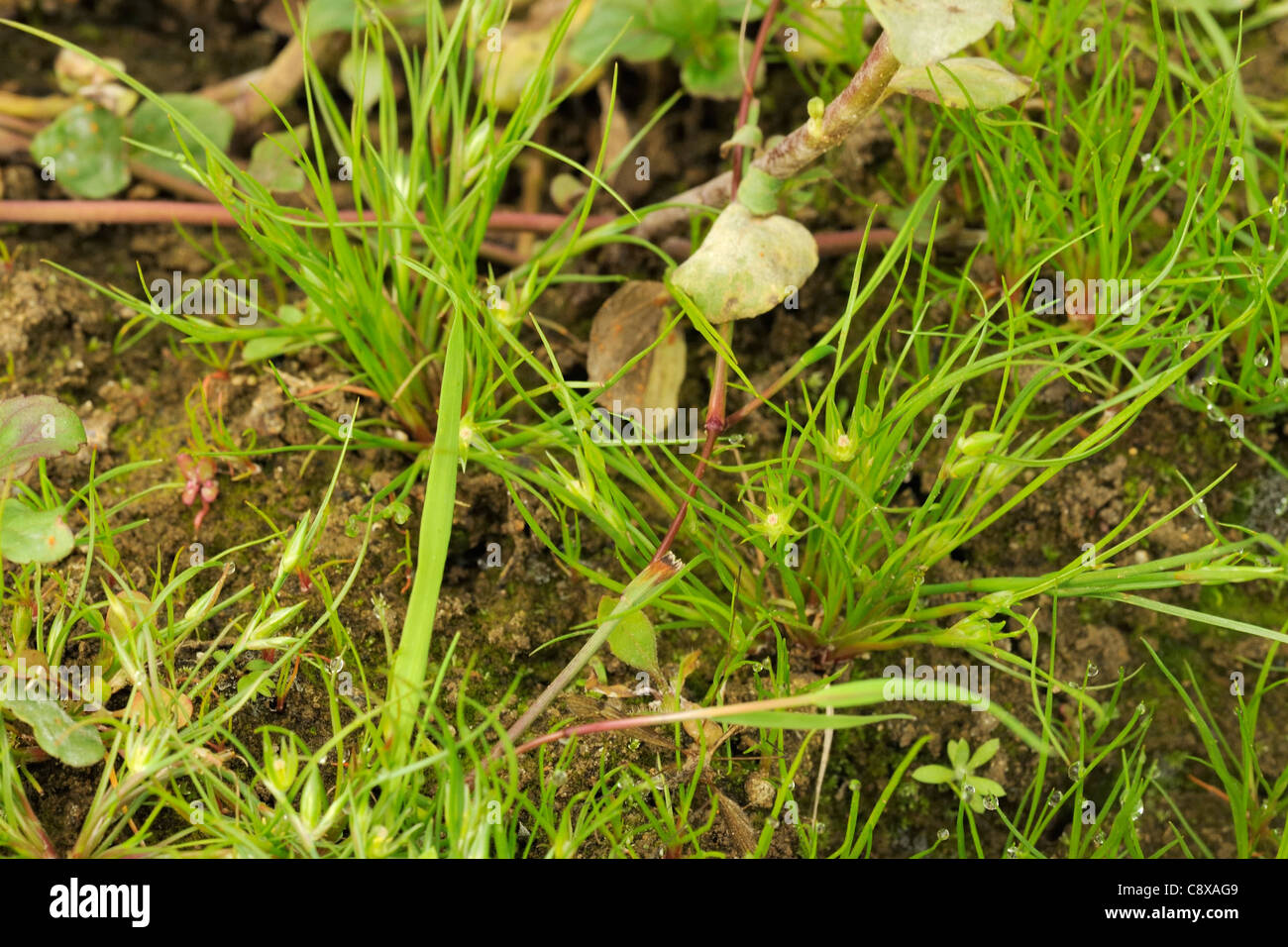 Toad Rush, Juncus bufonius Stockfoto