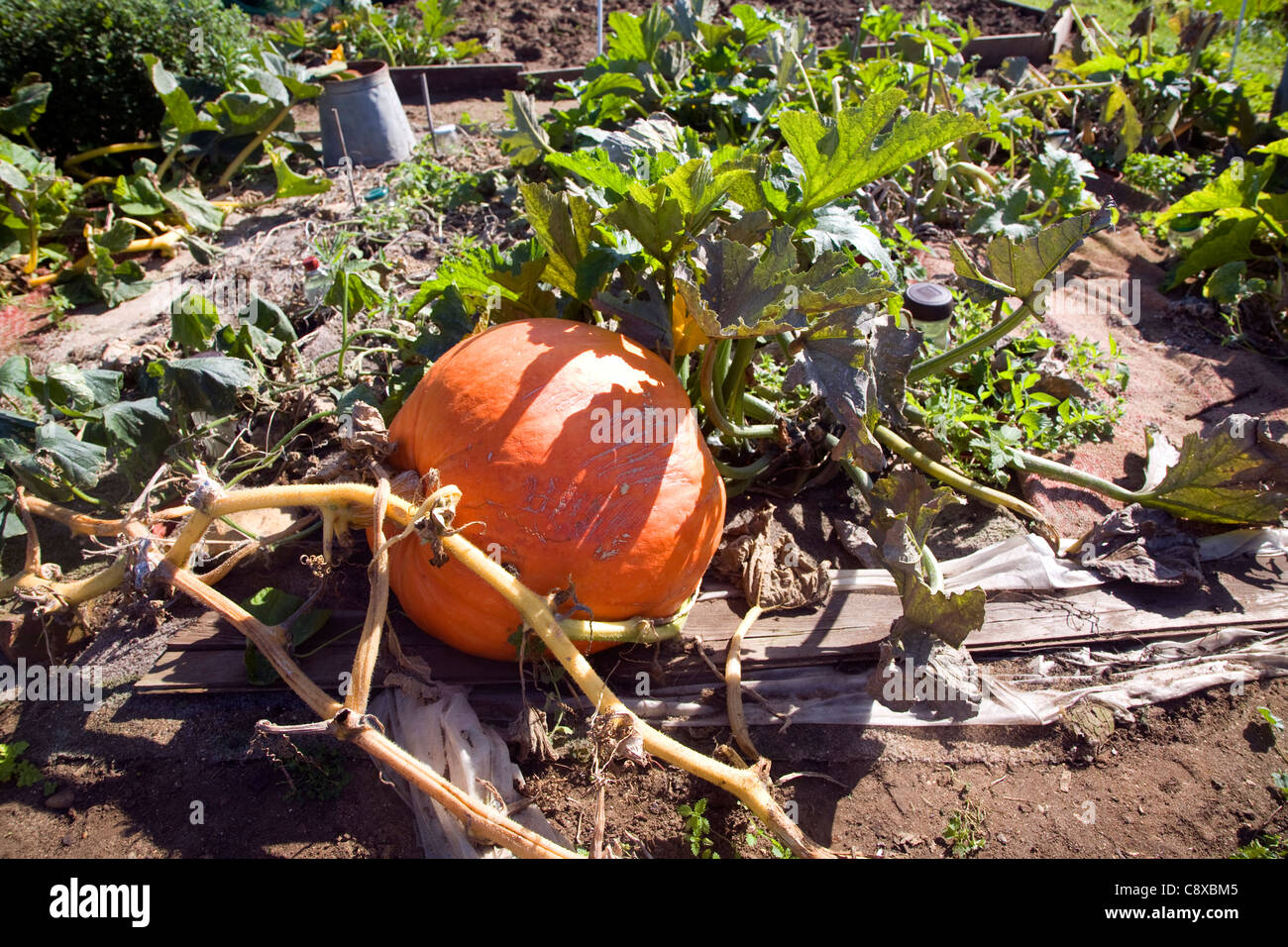 Riesenkürbis wächst im Gemüsegarten auf Zuteilung Garten Stockfoto