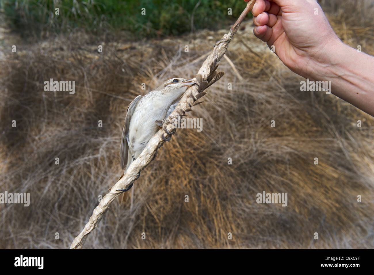 Red-backed Shrike Lanius Collurio illegal gefangen auf Limestick im Olivenhain im Herbst Zypern Stockfoto