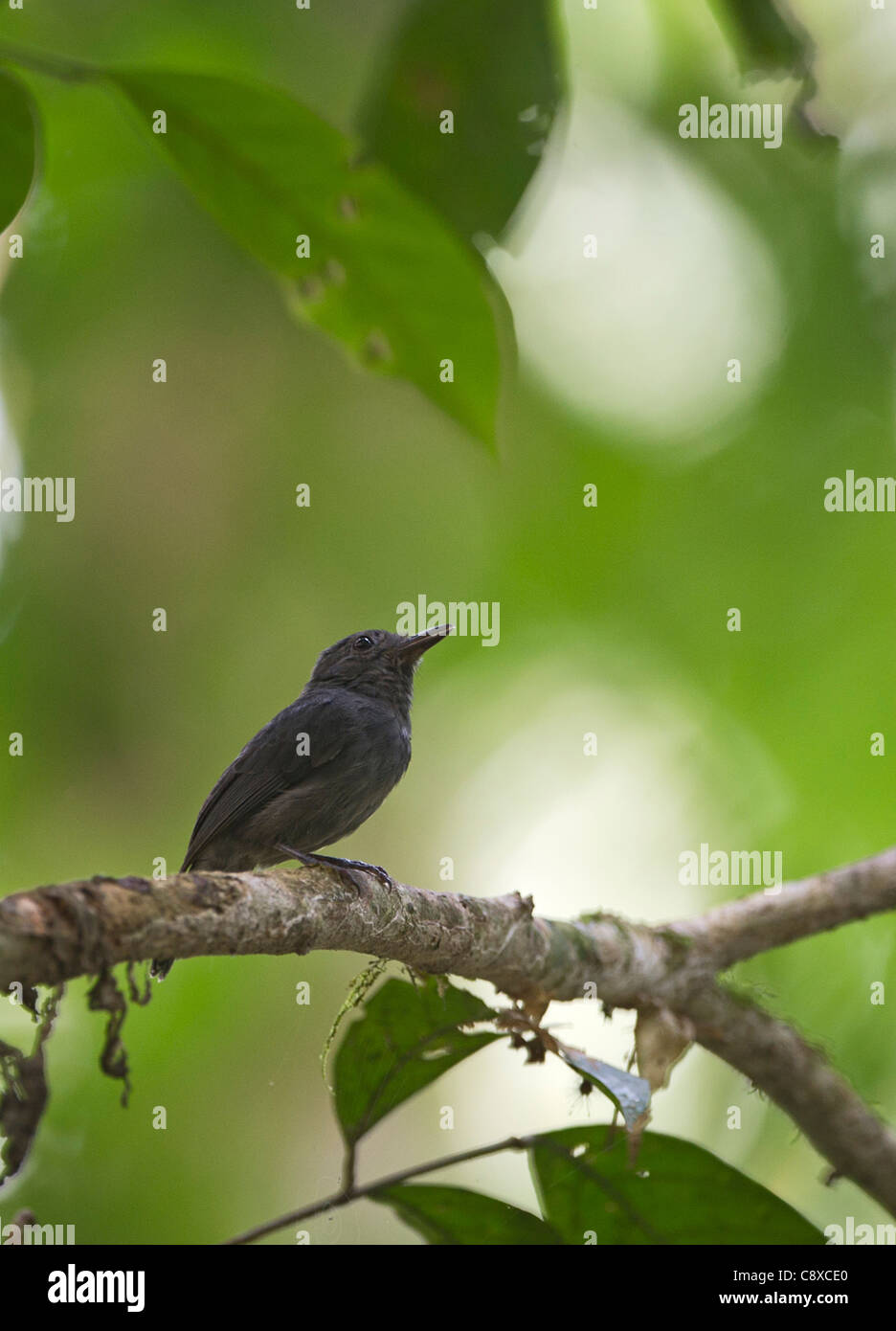 Dusky-throated Antshrike Thamnomanes Ardesiacus peruanischen Amazonas Stockfoto