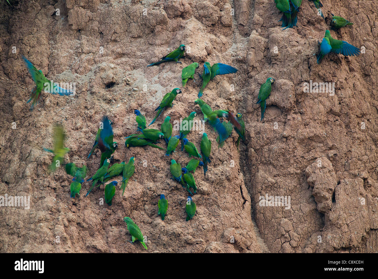 Kastanien-fronted Aras (Ara Severa) und unter der Leitung von Blaue Papageien auf Lehm lecken Tambopata Peru Amazonas Stockfoto