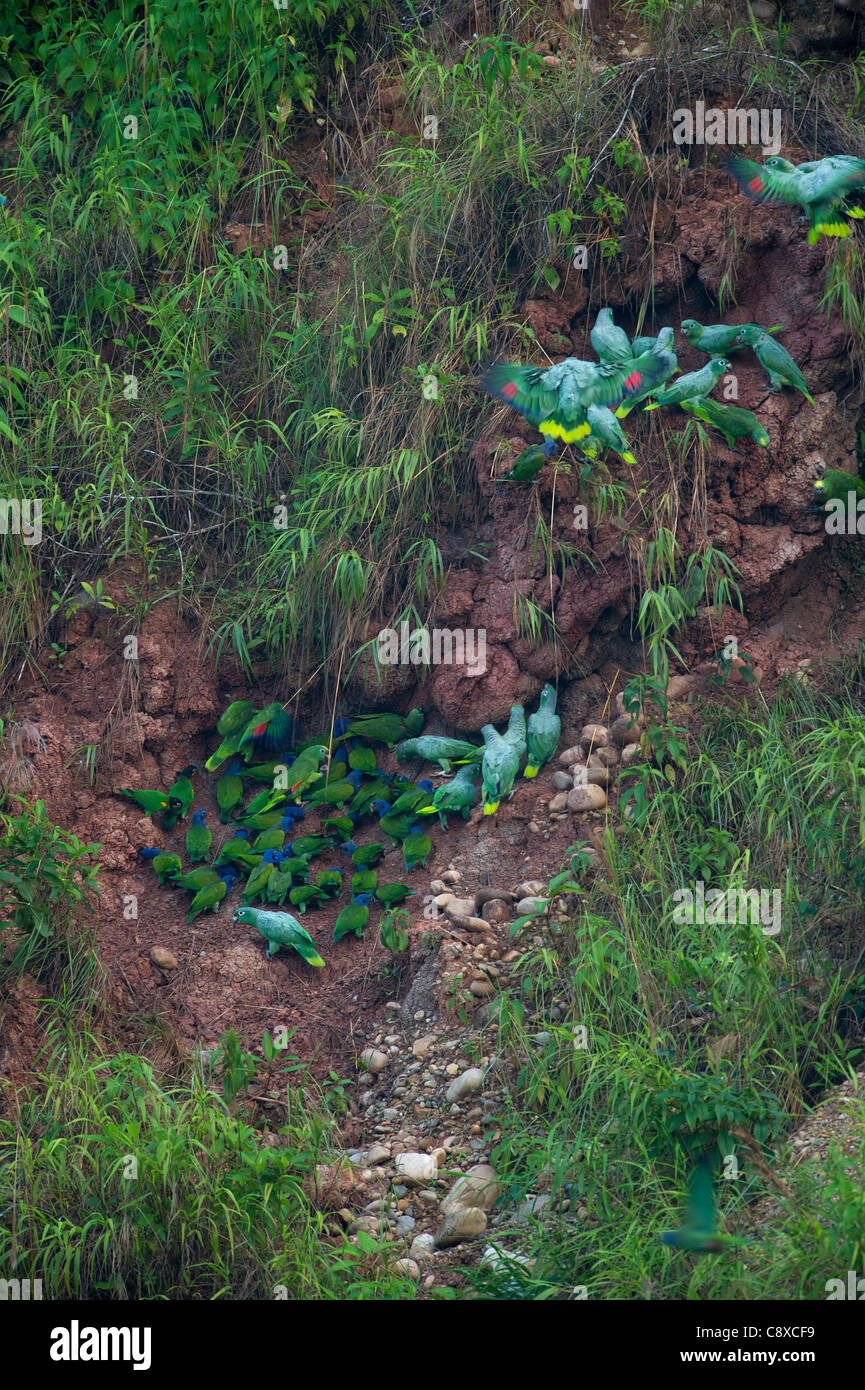 Unter der Leitung von blau (Pionus Menstruus) und mehlig Papageien (Amazona Farinosa) bei einem Ton lecken Tambopata Peru Amazonien Stockfoto