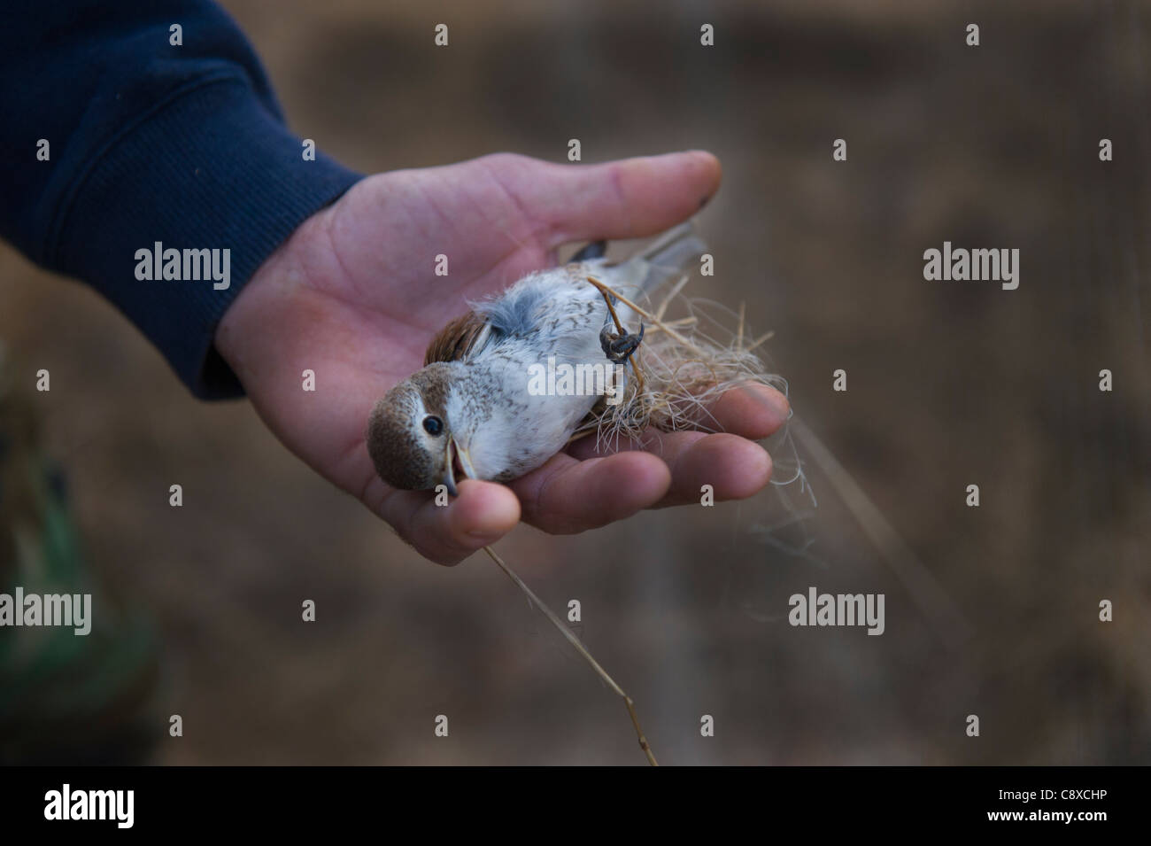 Red-backed Shrike Lanius Collurio ausgeschnitten aus einem Fallensteller illegale Nebel net Zypern Herbst Stockfoto