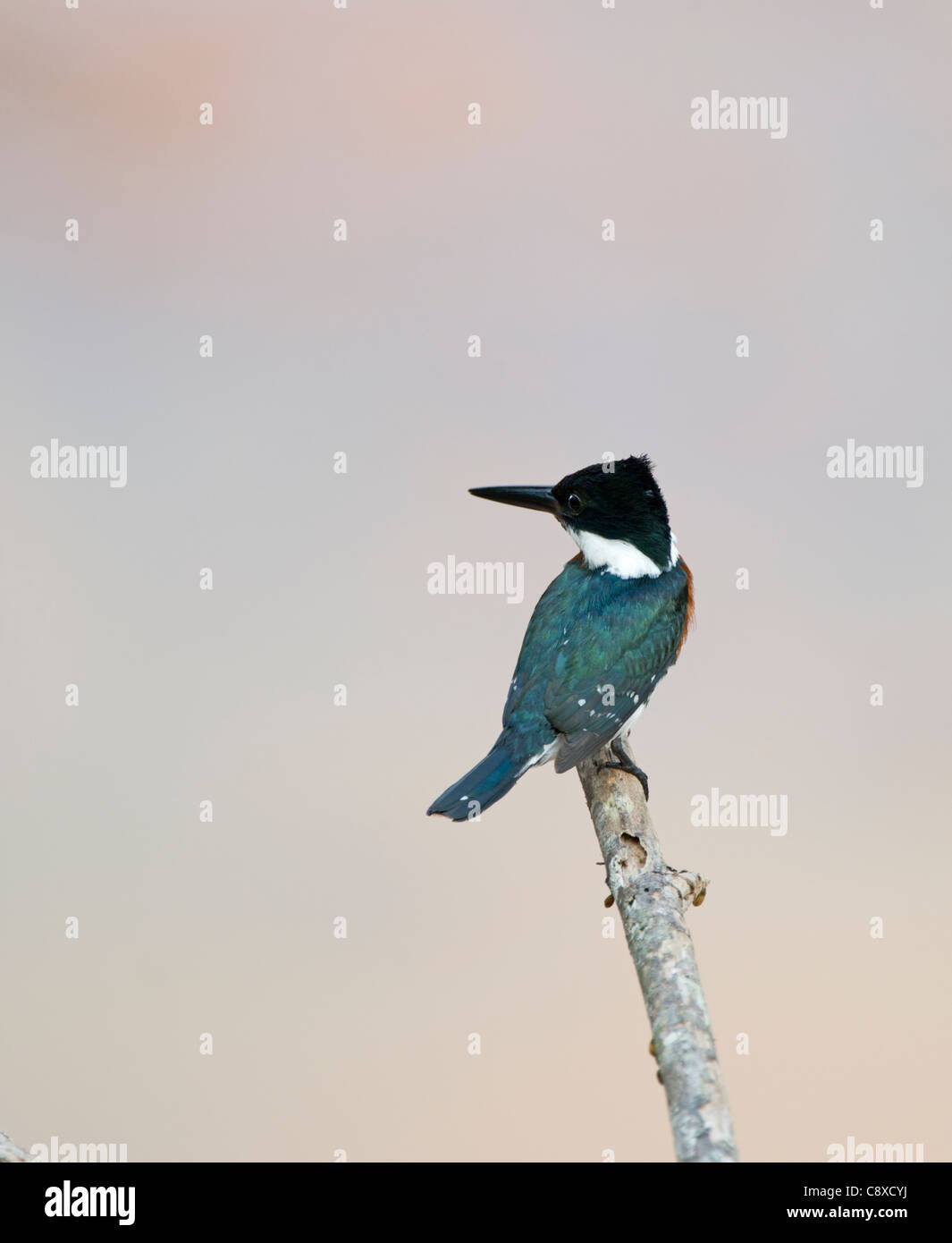 Grün Kingfisher Chloroceryle Americana Tambopata peruanischen Amazonas Stockfoto
