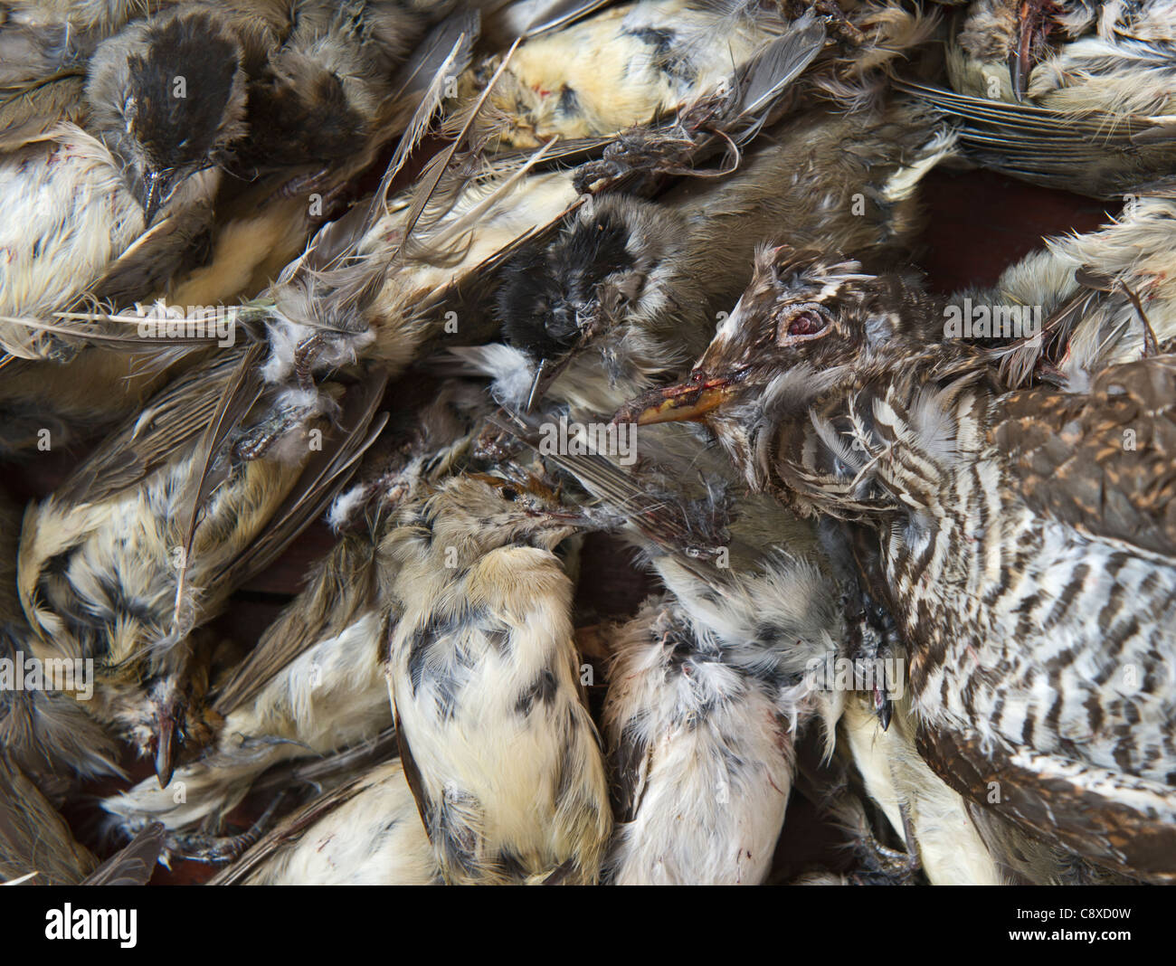 Vögel von Spiel-Fonds von illegale Fallensteller auf Zypern konfisziert.  Kuckuck, Spotted Flycatcher und Blackcaps Stockfoto