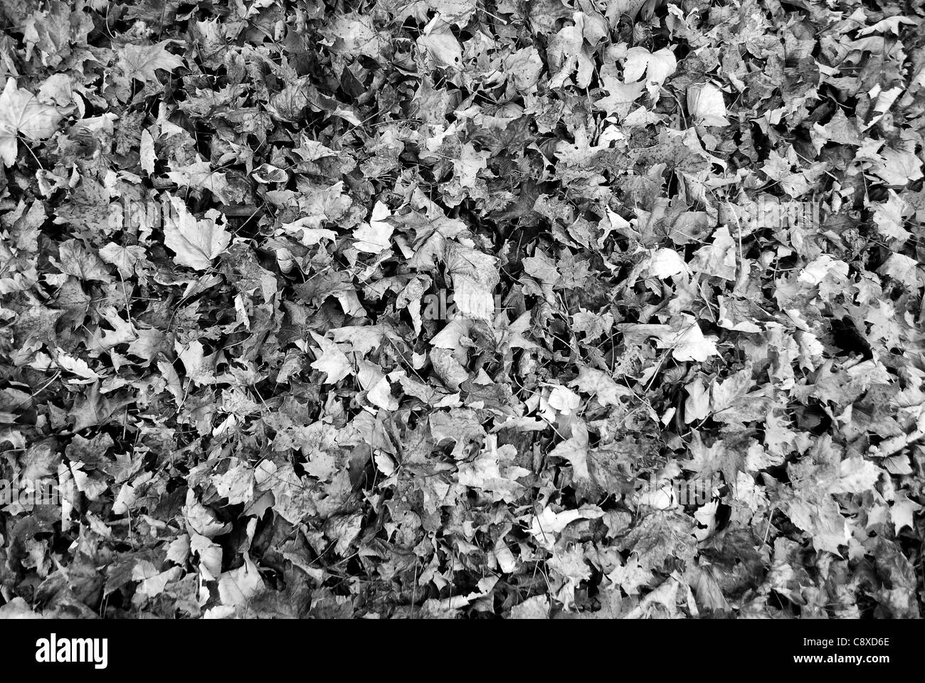 Farbigen Hintergrund der Blätter im Herbst Stockfoto