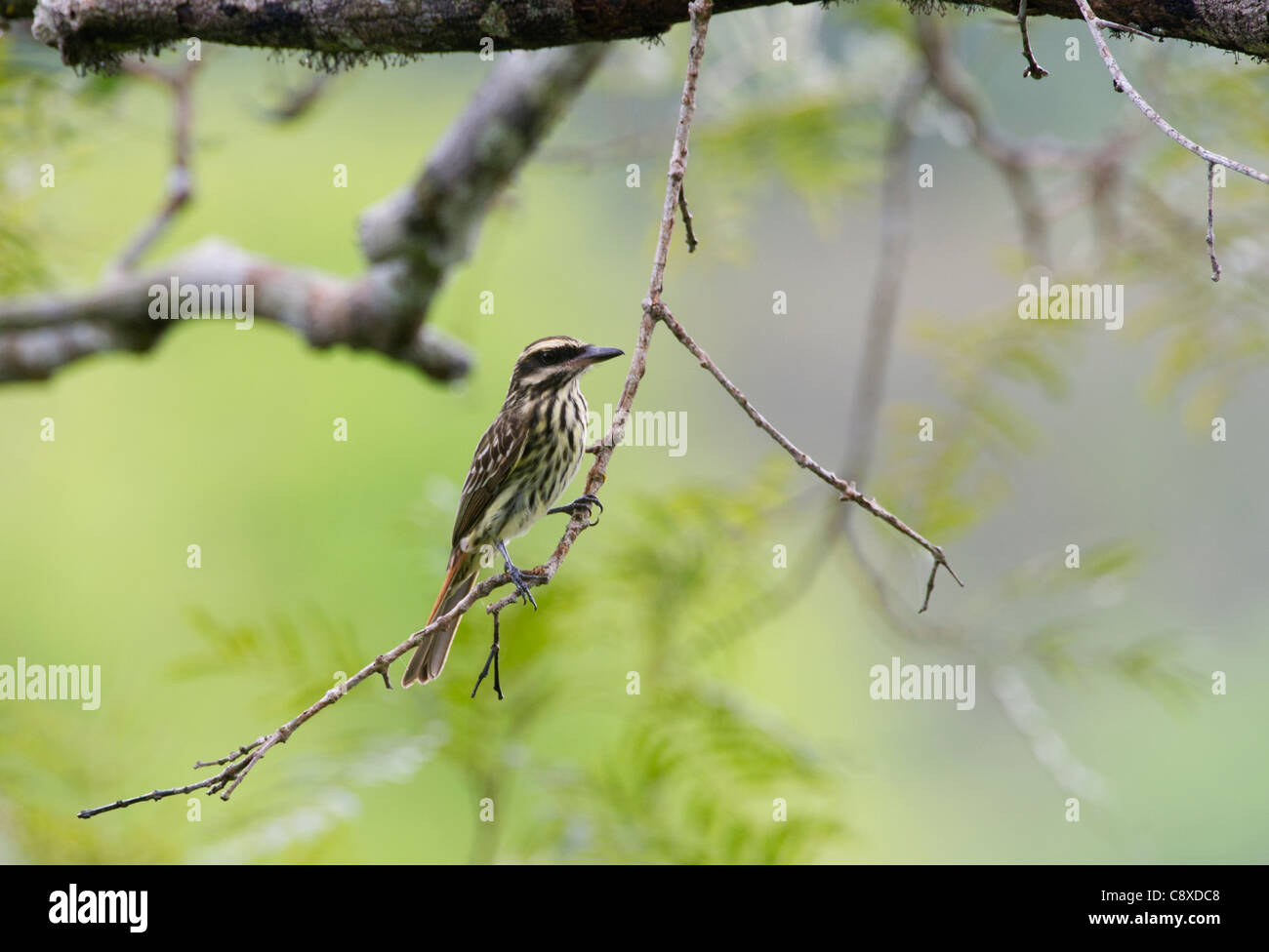 Gestreift Flycatcher Myiodynastes Maculatus Amazonas-Fluss in der Nähe von Iquitos Peru Stockfoto