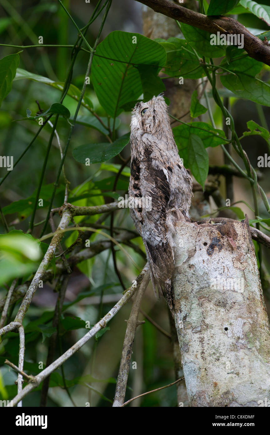 Gemeinsame Potoo Nyctibius früh am Amazonas bei Iquitos Peru Stockfoto