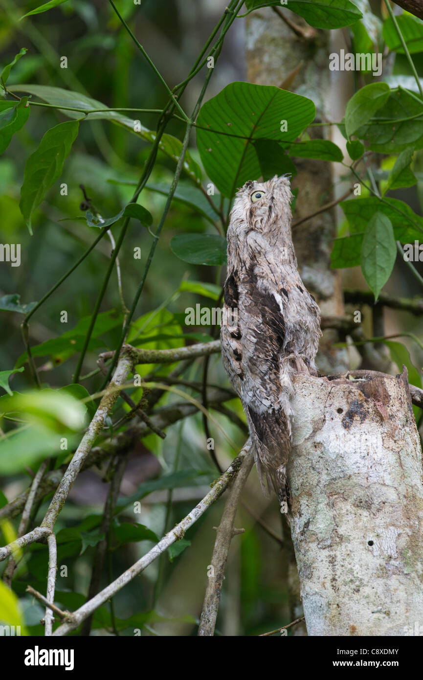 Gemeinsame Potoo Nyctibius früh am Amazonas bei Iquitos Peru Stockfoto