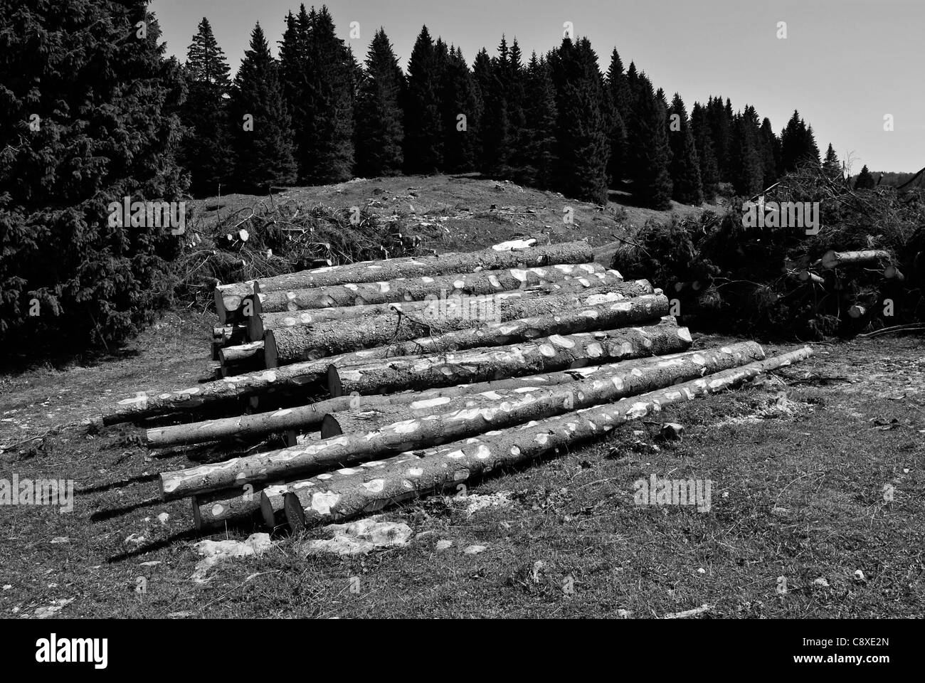 Holzscheite am Rand des Herbst Wald. In Italien, Trentino-Südtirol Stockfoto