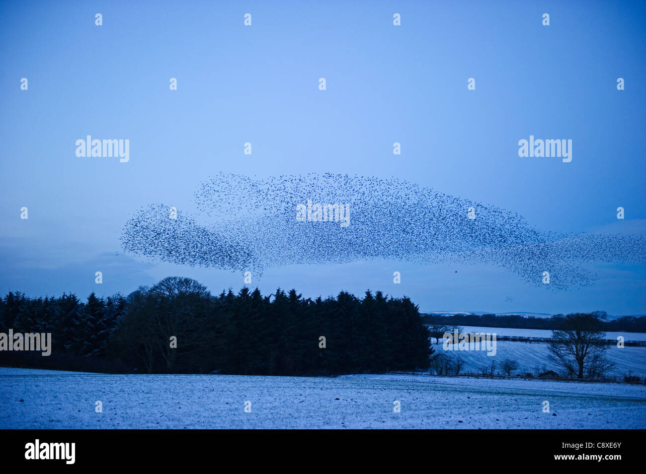 Stare Sturnus Vulgarus Ankunft in der Nacht Schlafplatz in der Nähe von Gretna Schottland Dezember Stockfoto