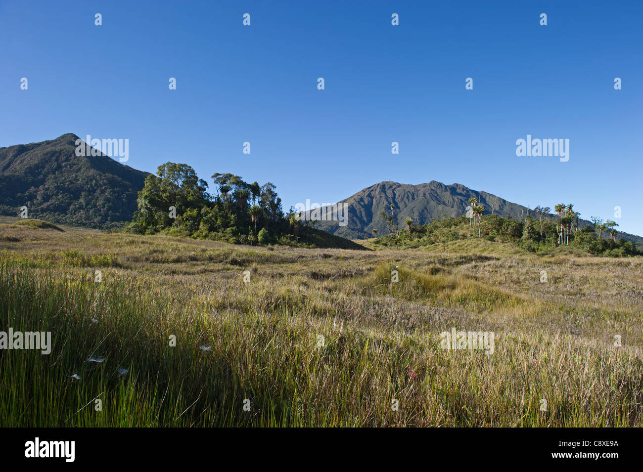 Alpine Rasen bei Tari Gap Southern Highlands-Papua-Neuguinea Stockfoto