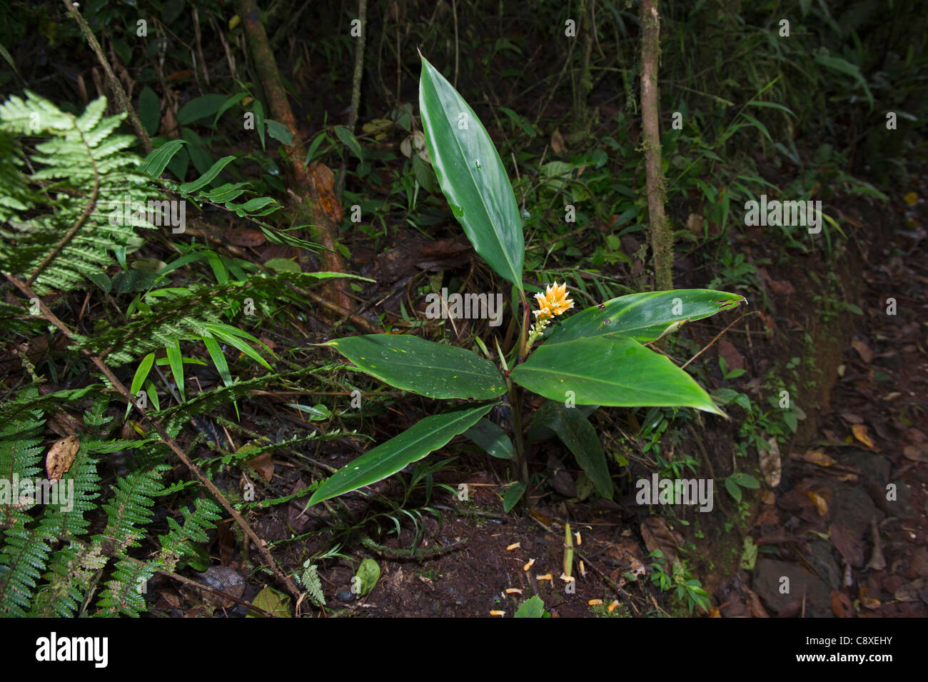 Wilder Ingwer wächst im Wald bei Tari Southern Highlands-Papua-Neuguinea Stockfoto