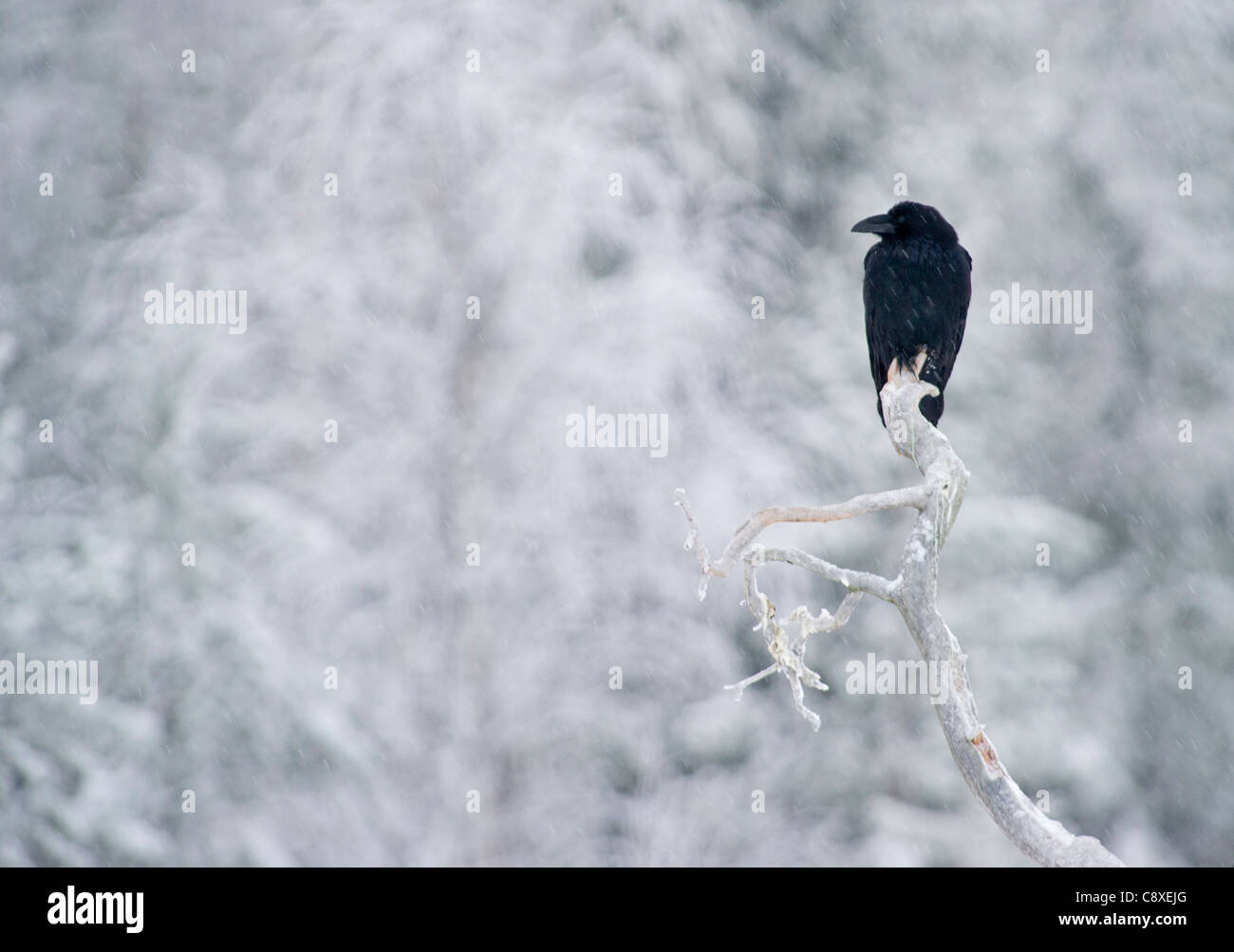 Raven Sie-Corvus Corax Finnland winter Stockfoto