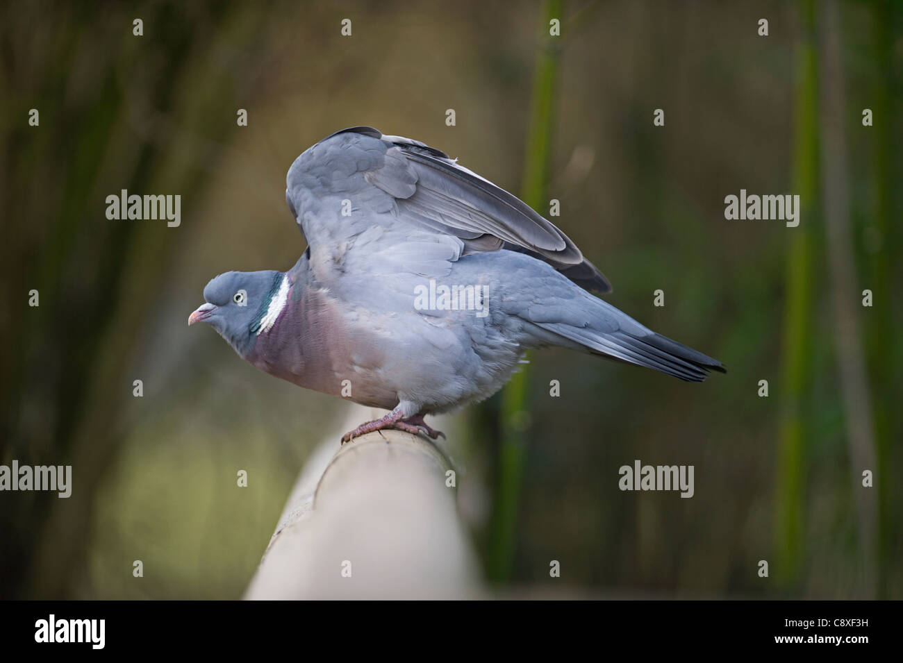 Ringeltaube Columba Palumbus Norfolk winter Stockfoto