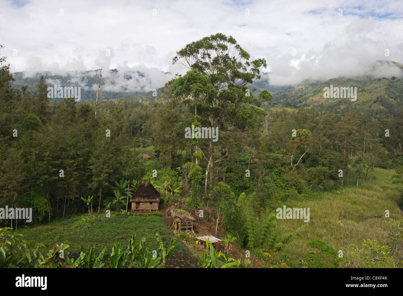 Haus & Landwirtschaft im Tal im westlichen Hochland Papua-Neuguinea Stockfoto