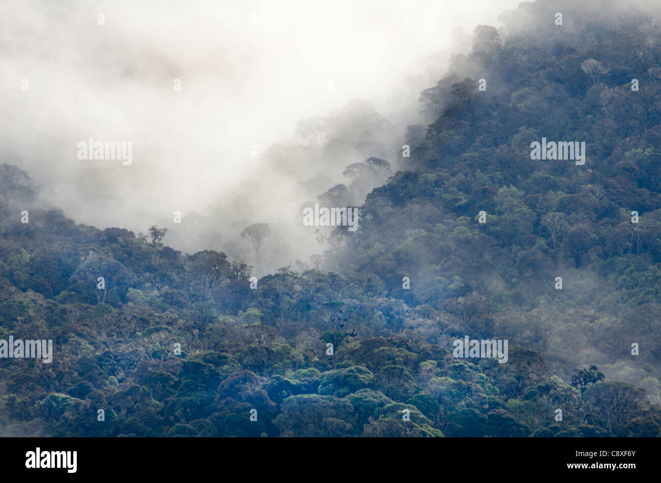 Montane Regenwald rund um Mt Hagen im westlichen Hochland von Papua-Neu-Guinea Stockfoto