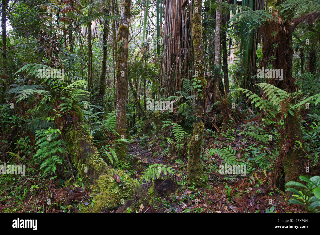 Montane Regenwald rund um Mt Hagen im westlichen Hochland von Papua-Neu-Guinea Stockfoto