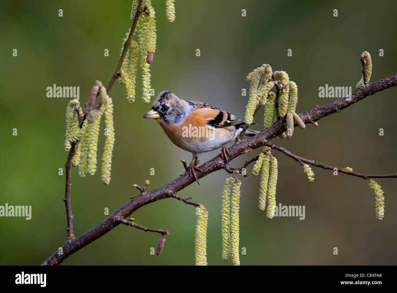 Bergfink Fringilla Montifringilla nicht männlichen Norfolk Winter Zucht Stockfoto