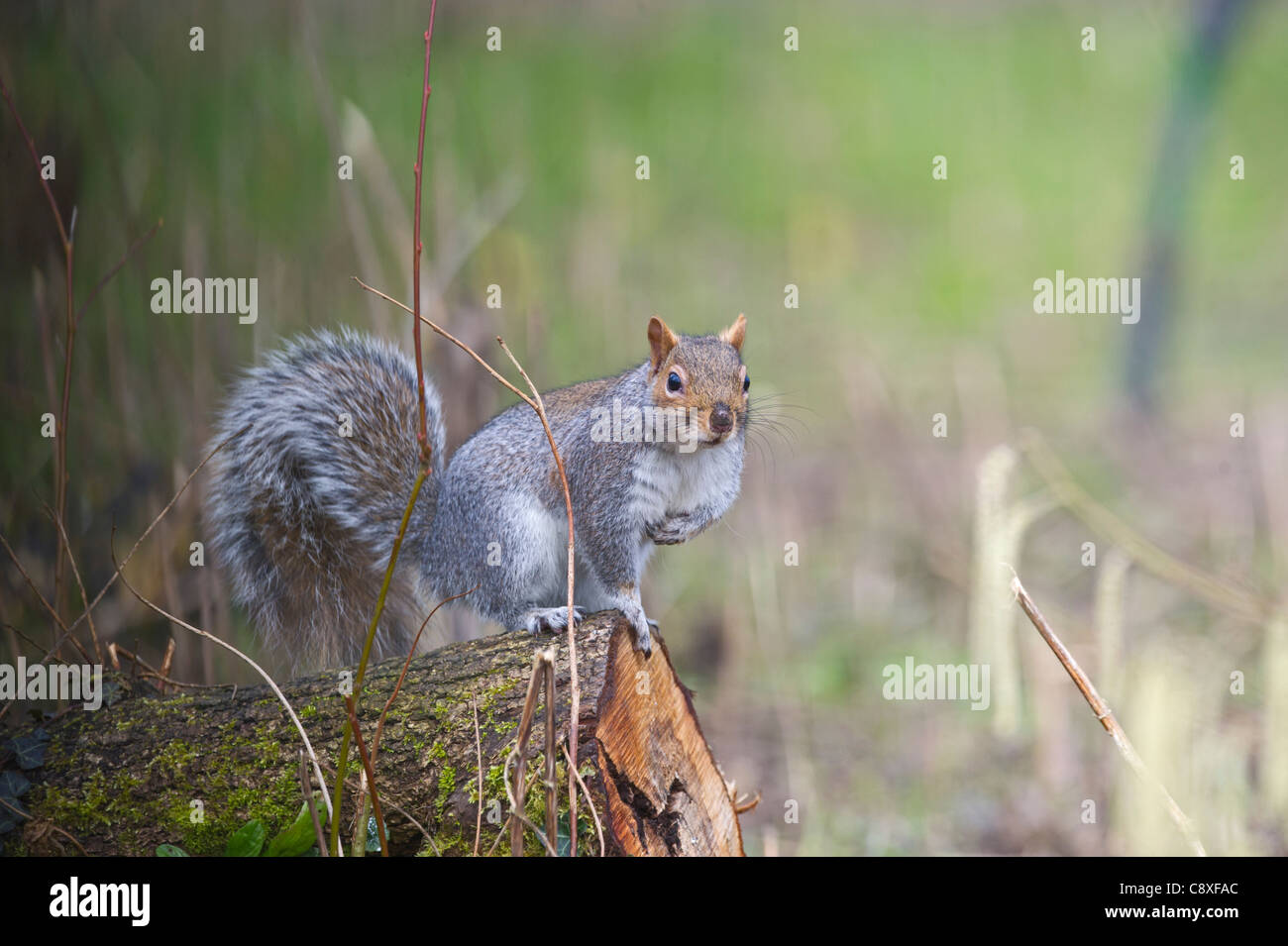 Graue Eichhörnchen Norfolk winter Stockfoto