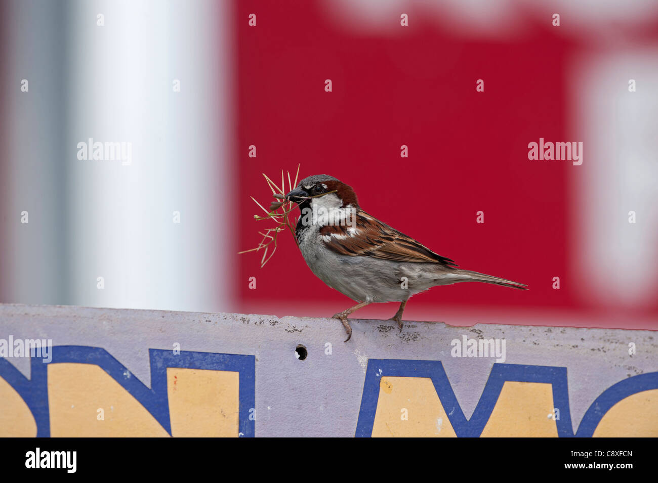 Haussperling Passer Domesticus nisten in purpurroter Martin Haus Florida USA Stockfoto