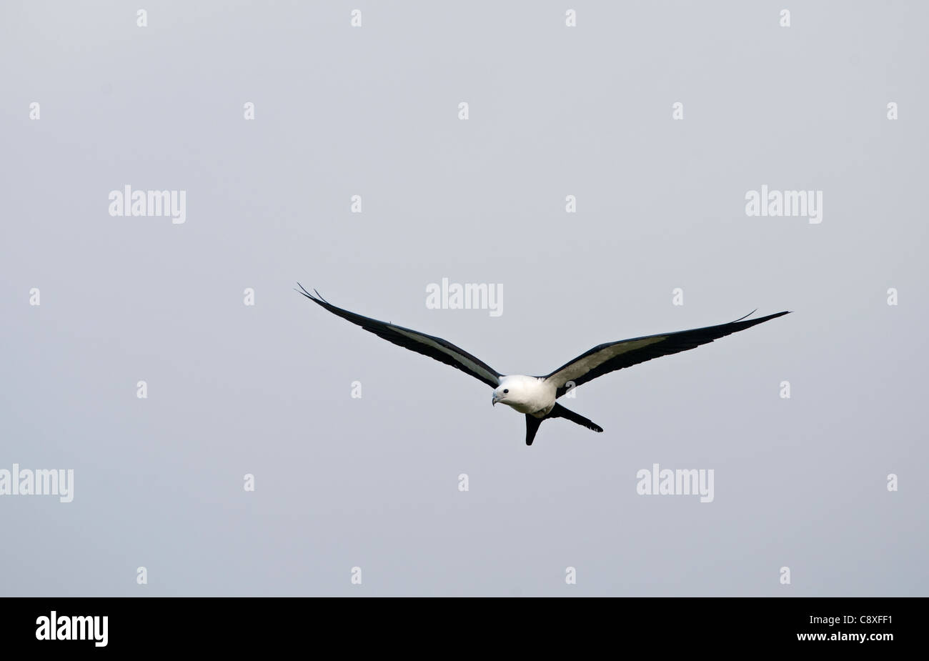 Swallow-tailed Kite Elanoides Forficatus Florida Everglades USA Stockfoto