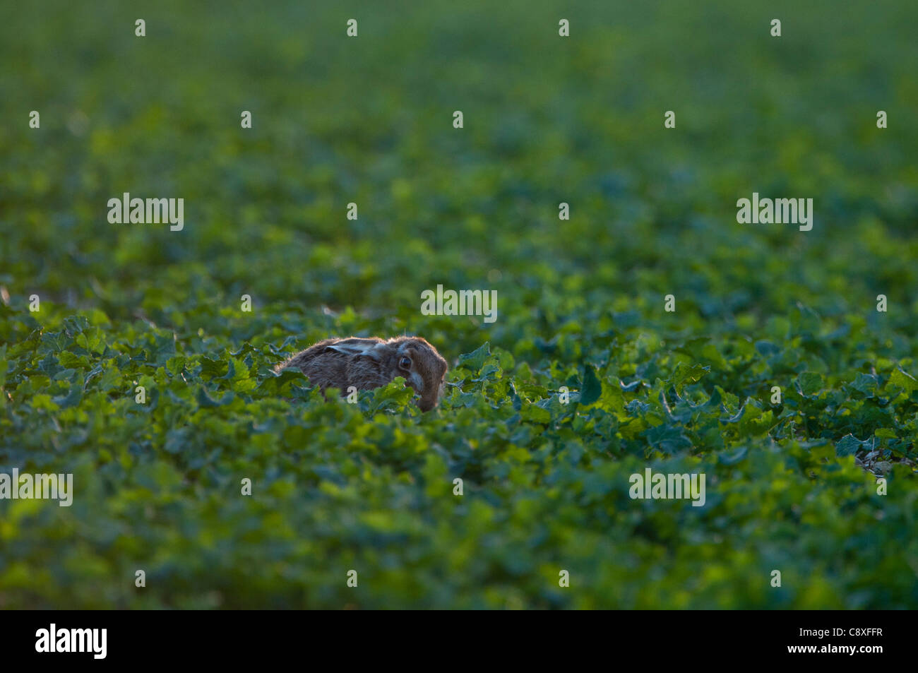 Brauner Hase Lepus Europaeus Norfolk Frühling Stockfoto