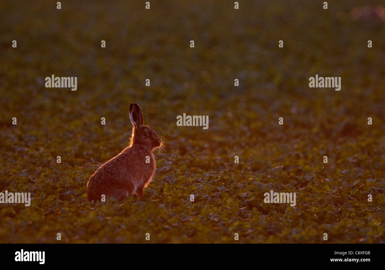 Brauner Hase Lepus Europaeus Norfolk Frühling Stockfoto