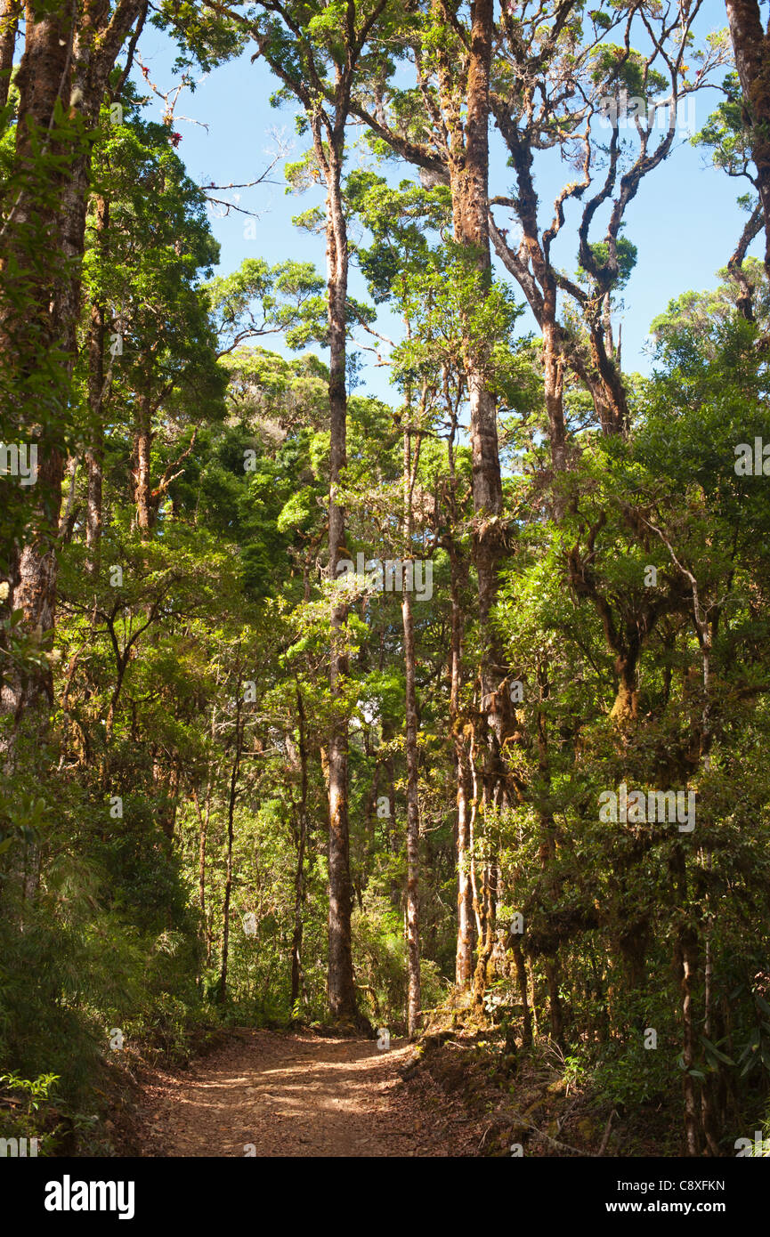 Cloud Forest, wo prächtige Quetzels Verschachtelung bei Savegre Costa Rica Stockfoto