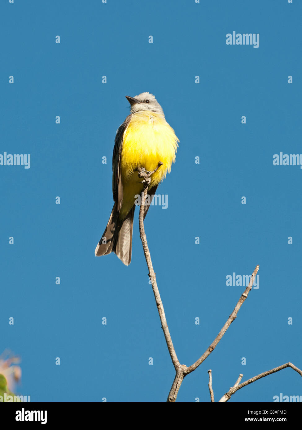 Tropischen Kingbird Tyrannus Melancholicus Savegre Costa Rica Stockfoto