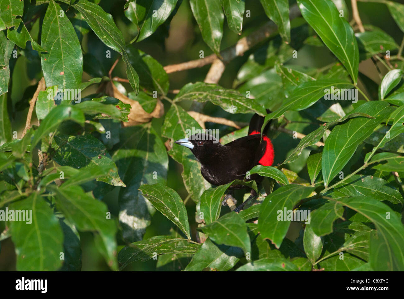 Scharlach-Psephotus Tanager costarica Stockfoto