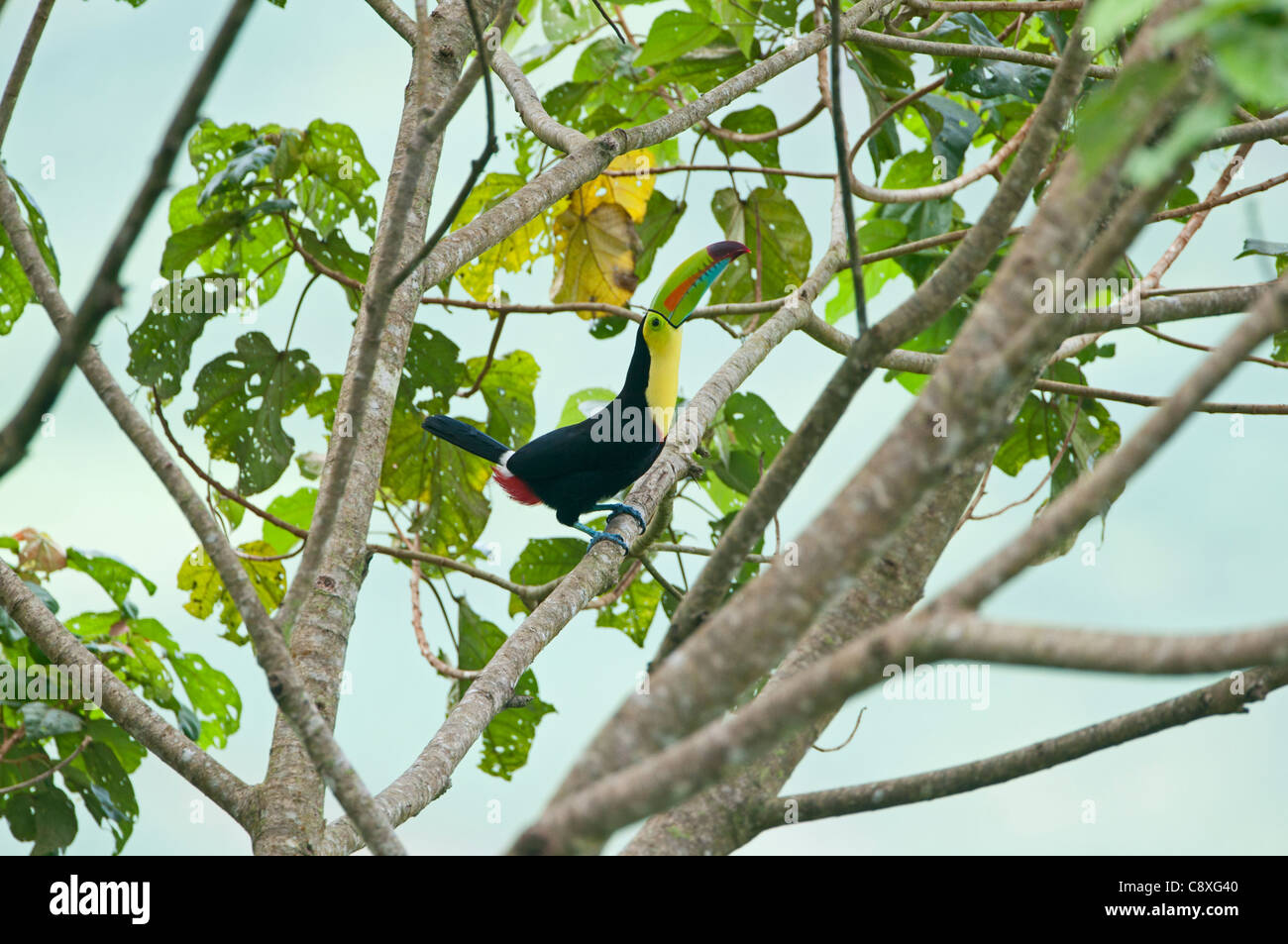 Kiel-billed Toucan Ramphastos Sulfuratus Costa Rica Stockfoto