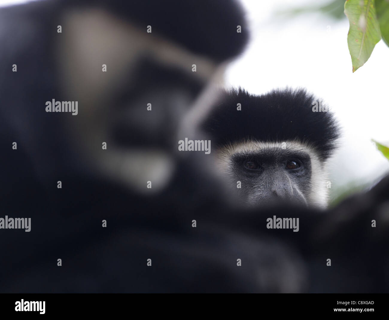 Schwarz & White Colobus Affen Colobus Guereza Kenia Stockfoto