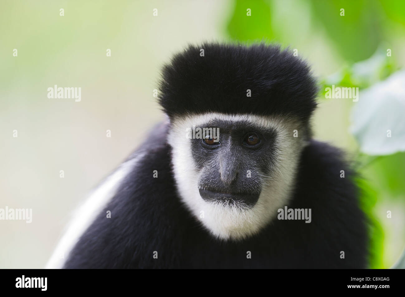 Schwarz & White Colobus Affen Colobus Guereza Kenia Stockfoto