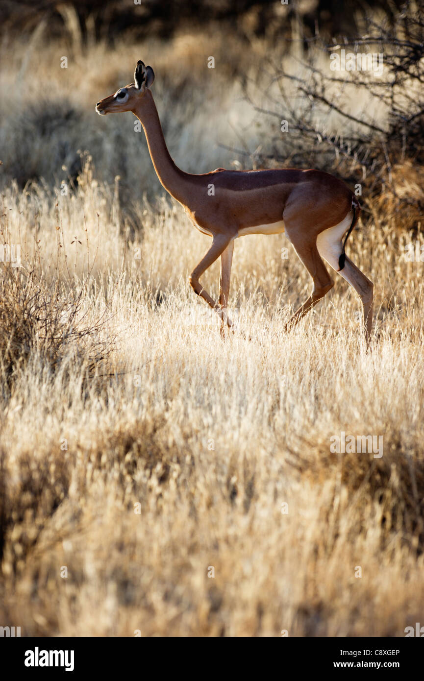 Gerenuk Litocranius Walleri weibliche Samburu Kenia Stockfoto