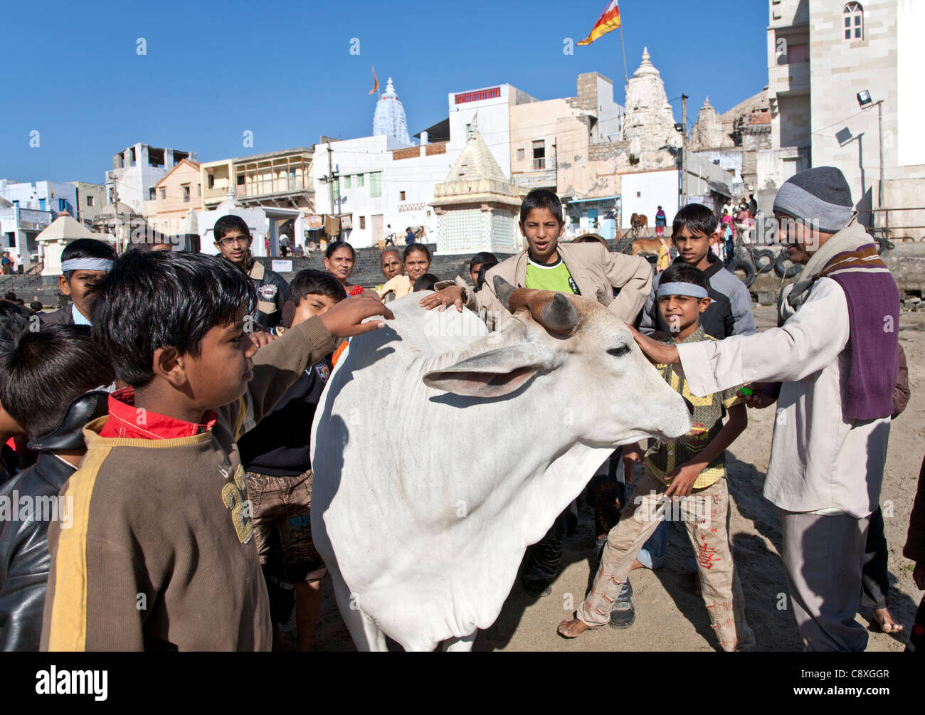 Die Hindus verehren eine Kuh. Dwarka. Gujarat. Indien Stockfoto