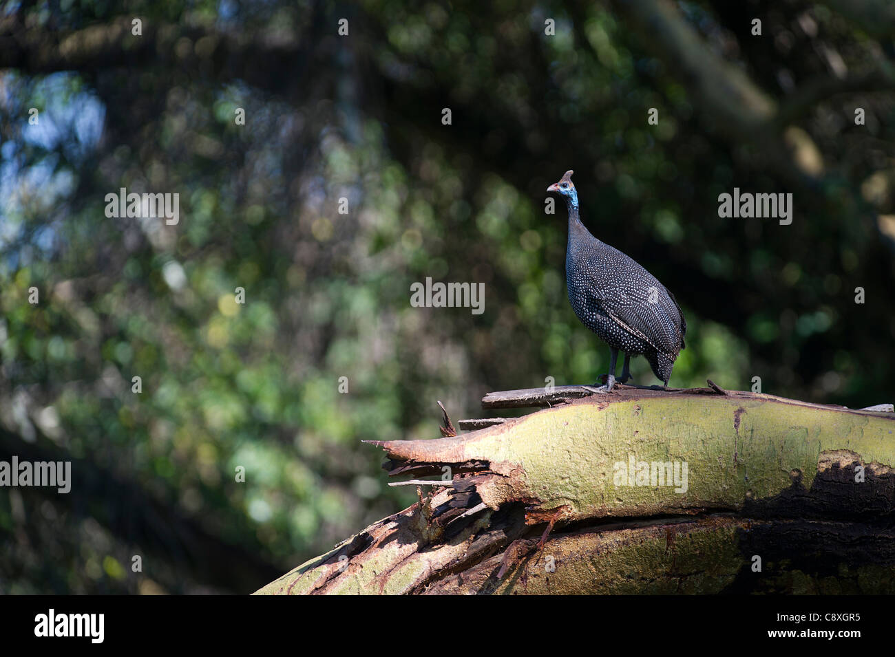 Behelmter Guineafowl Numida Meleagris Samburu, Kenia Stockfoto