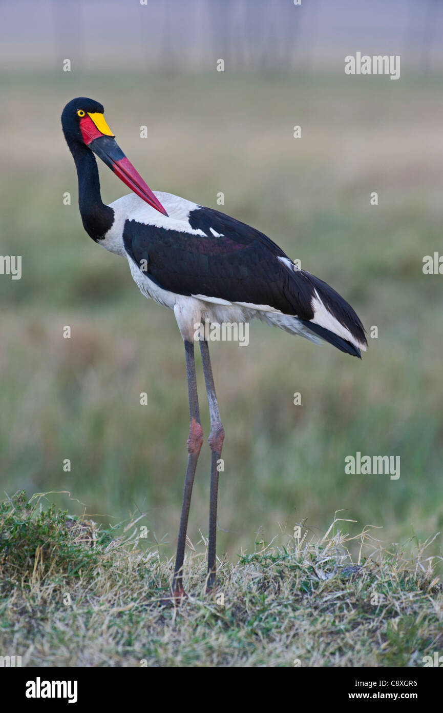 Sattel – abgerechnet Stork Ephipporhynchus Senegalensis Masai Mara Kenia Stockfoto