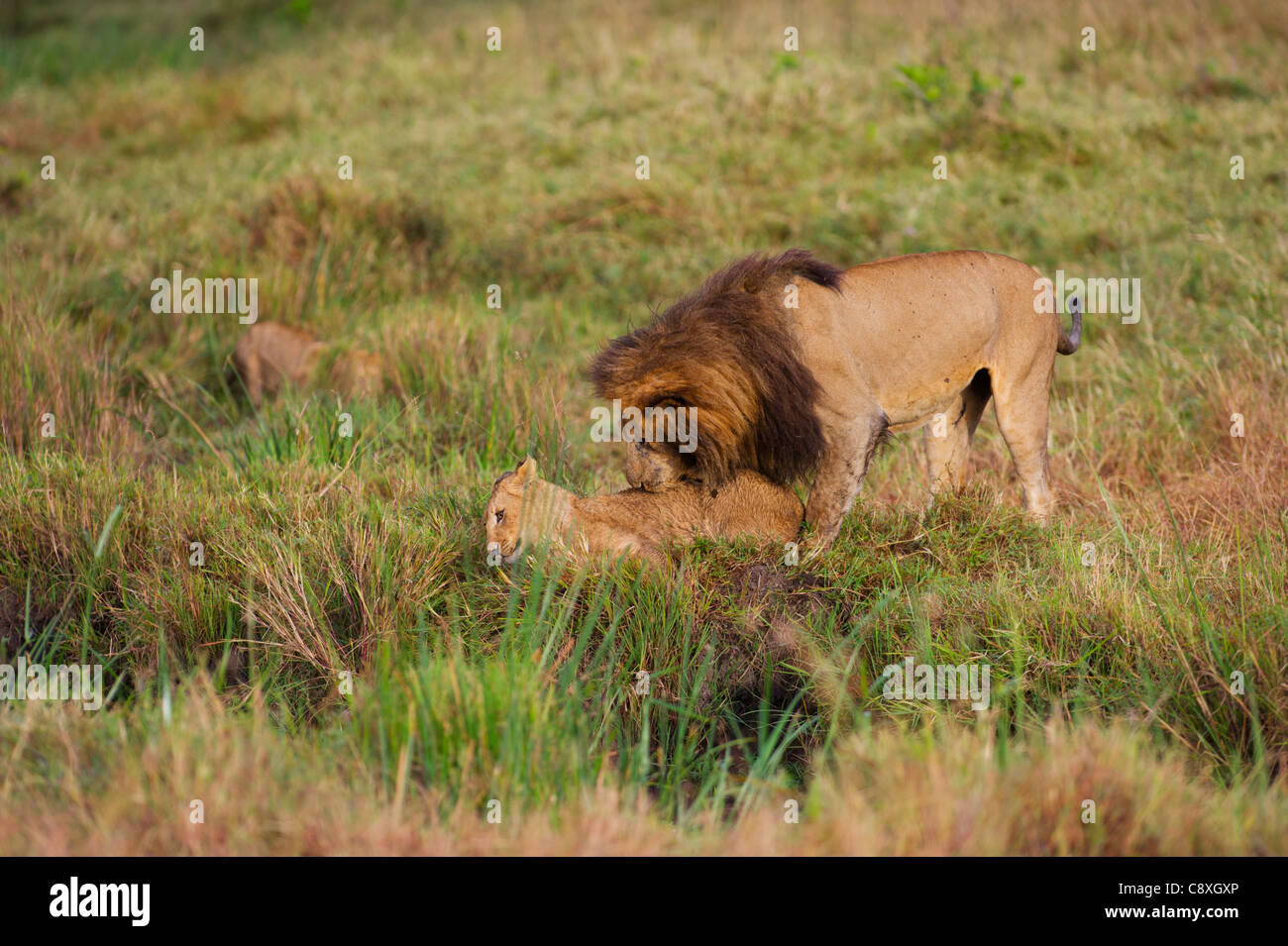 Löwe Panthera Leo männlich spielt mit jungen Marsh stolz Masai Mara Kenia Stockfoto