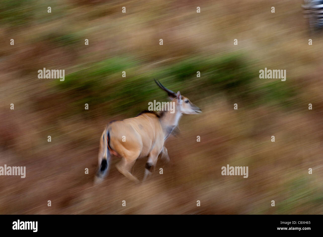 Gemeinsame Eland Tauro Oryx Masai Mara Kenia Stockfoto
